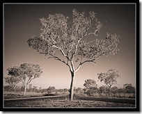 Kimberley Gum Tree, Flemming Bo Jensen Photography