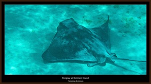 underwater-ray