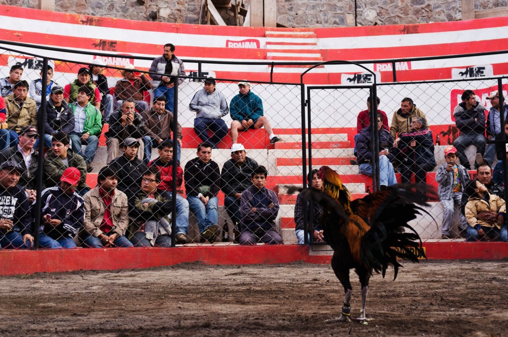 Cockfight, Cusco, Peru