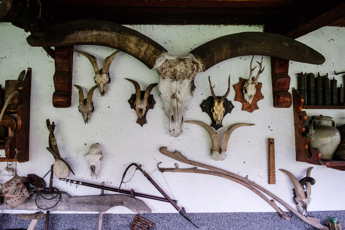 The garden terrace at Darko's place is a haven of interesting skulls and historical artifacts and tools. He even has a mammuth tooth, and I am sure this big skull is a dinosaur (ok it's a cow, but one bloody big cow!)
